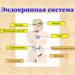 Эндокринная система