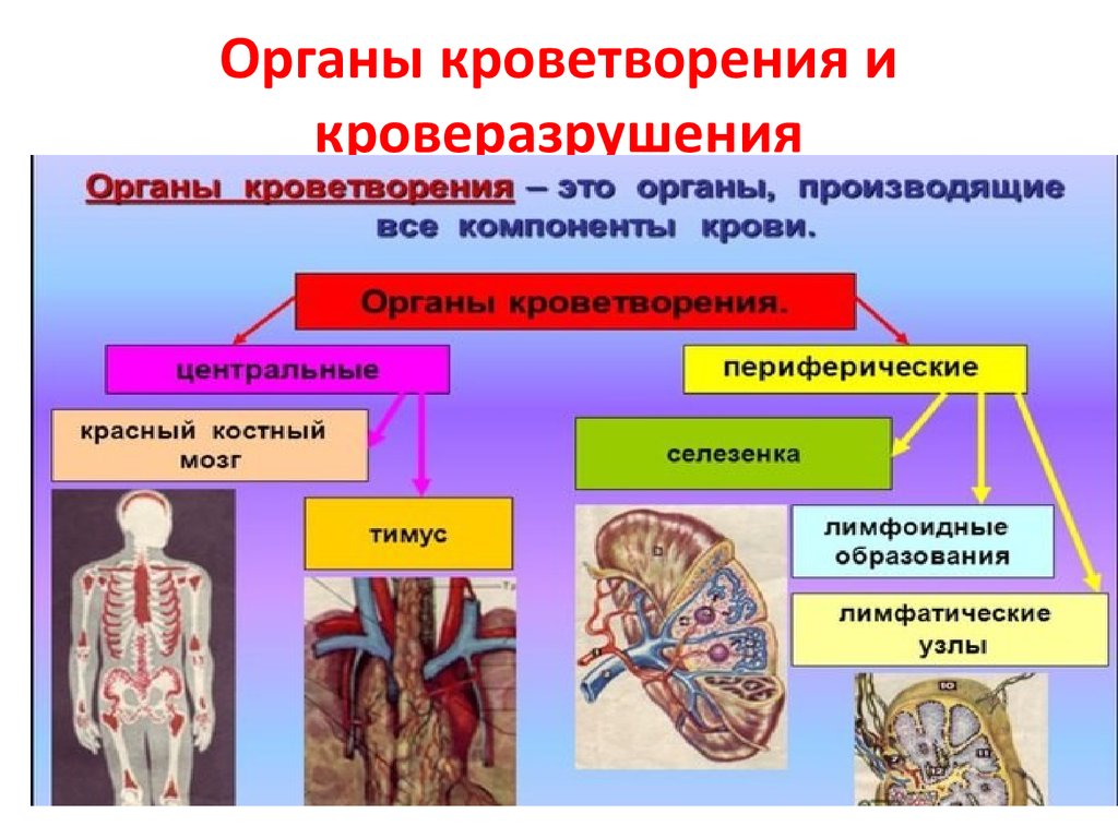 Болезни крови и кроветворных органов. Система органов кроветворения схема. Схема – органы кроветворной системы человека. Система крови кровь органы кроветворения. Заболевания кроветворной системы.