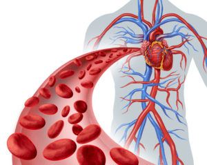 Нормализация работы кровеносных сосудов