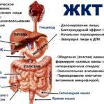Органы желудочно-кишечного тракта