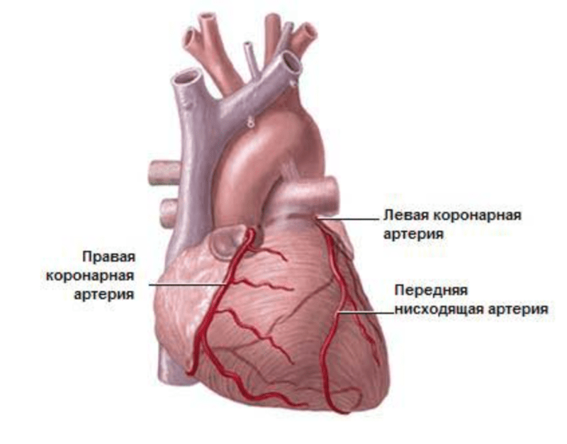 Схема сосудов сердца