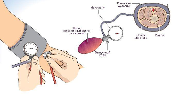 Стетофонендоскоп на проекцию локтевой артерии