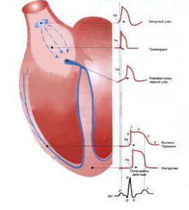 Влияние кальция на сокращение сердечной мышцы